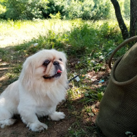 Pekingese, Köpek  Apsent fotoğrafı