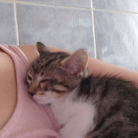 Tekir Kedi, Kedi  Şeri fotoğrafı