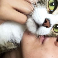 Tekir Kedi, Kedi  Luna fotoğrafı
