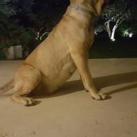 Presa Canario, Köpek  Boris fotoğrafı