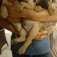 Presa Canario, Köpek  Boris fotoğrafı