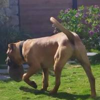 Presa Canario, Köpek  Boris fotoğrafı