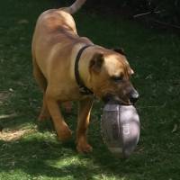 Presa Canario, Köpek  Boris fotoğrafı