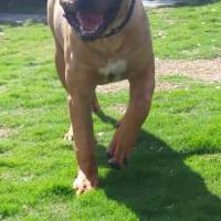 Presa Canario, Köpek  Boris fotoğrafı