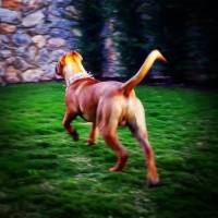 Presa Canario, Köpek  Boris fotoğrafı