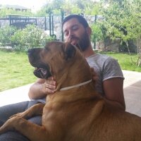 Presa Canario, Köpek  Boris fotoğrafı