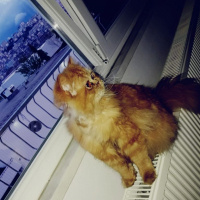 İran Kedisi (Persian), Kedi  Mia fotoğrafı