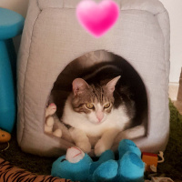 Tekir Kedi, Kedi  VİSKİ fotoğrafı