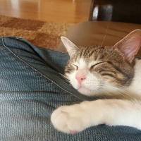 Tekir Kedi, Kedi  VİSKİ fotoğrafı