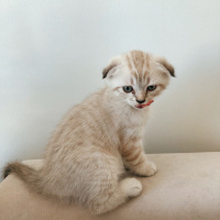 Scottish Fold, Kedi  Louie fotoğrafı