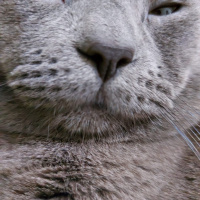 British Shorthair, Kedi  Duman fotoğrafı