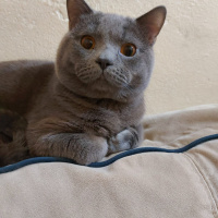 British Shorthair, Kedi  Duman fotoğrafı