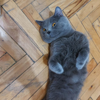 British Shorthair, Kedi  Duman fotoğrafı