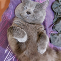 British Shorthair, Kedi  Duman fotoğrafı