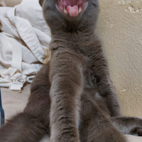 British Shorthair, Kedi  Duman fotoğrafı