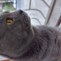 British Shorthair, Kedi  Duman fotoğrafı