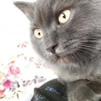 British Shorthair, Kedi  Barney fotoğrafı
