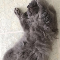 British Shorthair, Kedi  Barney fotoğrafı