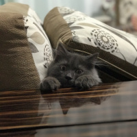 British Shorthair, Kedi  Barney fotoğrafı