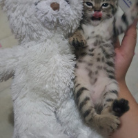 Tekir Kedi, Kedi  Kuki fotoğrafı