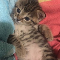 Tekir Kedi, Kedi  Kuki fotoğrafı