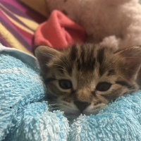 Tekir Kedi, Kedi  Kuki fotoğrafı