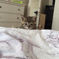 Tekir Kedi, Kedi  Kuki fotoğrafı