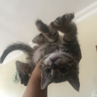 Tekir Kedi, Kedi  Kuki fotoğrafı