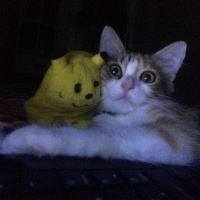 Tekir Kedi, Kedi  Lina fotoğrafı