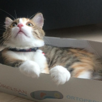 Tekir Kedi, Kedi  Lina fotoğrafı
