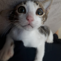 Tekir Kedi, Kedi  kedo fotoğrafı