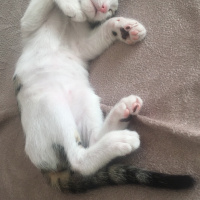 Tekir Kedi, Kedi  kedo fotoğrafı