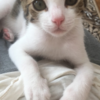 Tekir Kedi, Kedi  kedo fotoğrafı