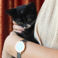 Tuxedo (Smokin) Kedi, Kedi  Bırovni fotoğrafı