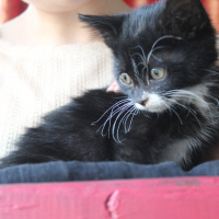 Tuxedo (Smokin) Kedi, Kedi  Bırovni fotoğrafı