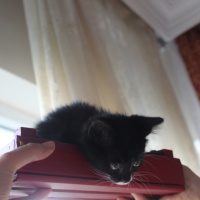 Tuxedo (Smokin) Kedi, Kedi  Bırovni fotoğrafı