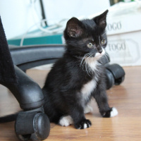Tuxedo (Smokin) Kedi, Kedi  Bırovni fotoğrafı