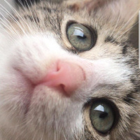 Tekir Kedi, Kedi  Venüs fotoğrafı