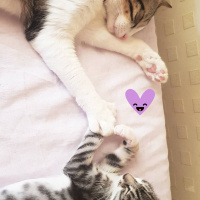 Tekir Kedi, Kedi  Venüs fotoğrafı