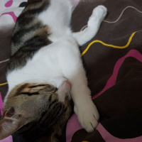 Tekir Kedi, Kedi  Venüs fotoğrafı