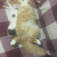 Sarman, Kedi  Beyaz fotoğrafı