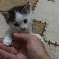 Sarman, Kedi  Beyaz fotoğrafı