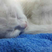 Van Kedisi, Kedi  Mia fotoğrafı