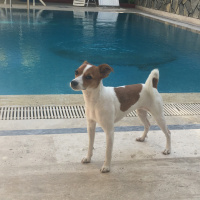 Jack Russell Terrier, Köpek  Pati fotoğrafı