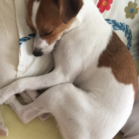 Jack Russell Terrier, Köpek  Pati fotoğrafı