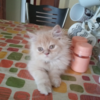 İran Kedisi (Persian), Kedi  Coffy fotoğrafı