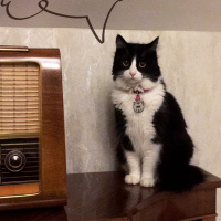 Tuxedo (Smokin) Kedi, Kedi  Mia fotoğrafı