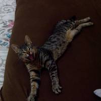 Tekir Kedi, Kedi  lütfü fotoğrafı