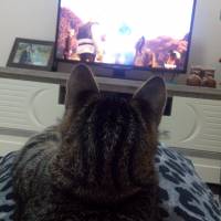 Tekir Kedi, Kedi  lütfü fotoğrafı