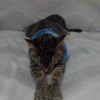 Tekir Kedi, Kedi  lütfü fotoğrafı